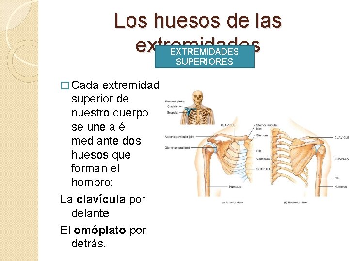 Los huesos de las extremidades EXTREMIDADES SUPERIORES � Cada extremidad superior de nuestro cuerpo