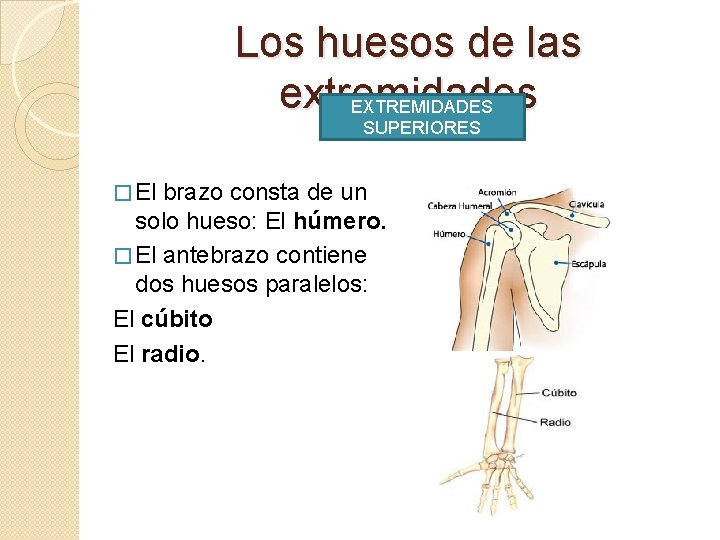 Los huesos de las extremidades EXTREMIDADES SUPERIORES � El brazo consta de un solo