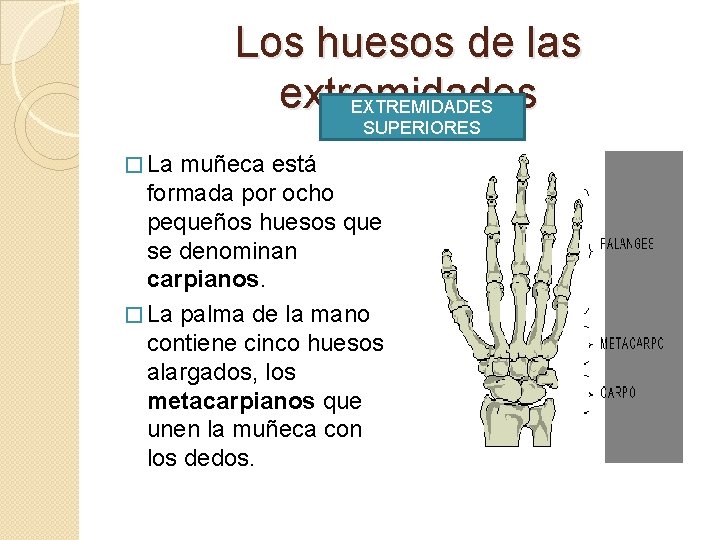 Los huesos de las extremidades EXTREMIDADES SUPERIORES � La muñeca está formada por ocho