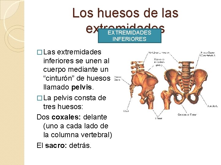 Los huesos de las extremidades EXTREMIDADES INFERIORES � Las extremidades inferiores se unen al