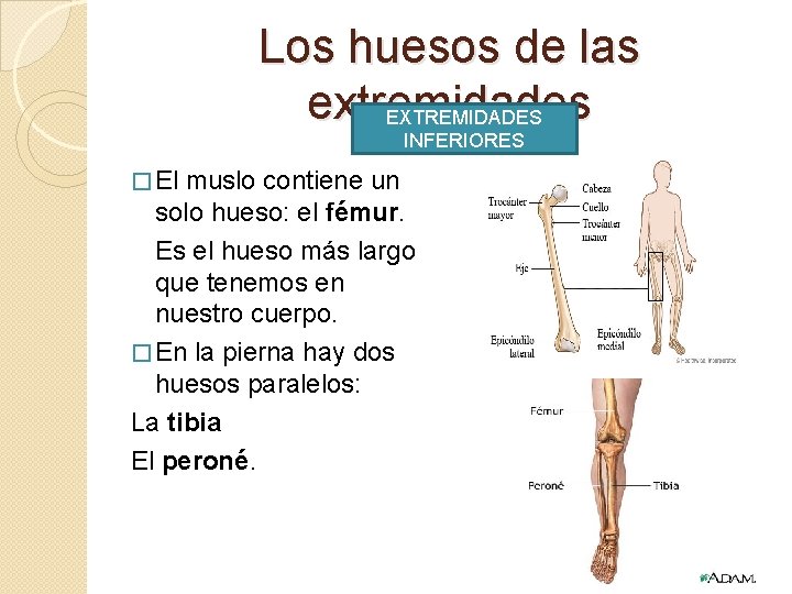 Los huesos de las extremidades EXTREMIDADES INFERIORES � El muslo contiene un solo hueso: