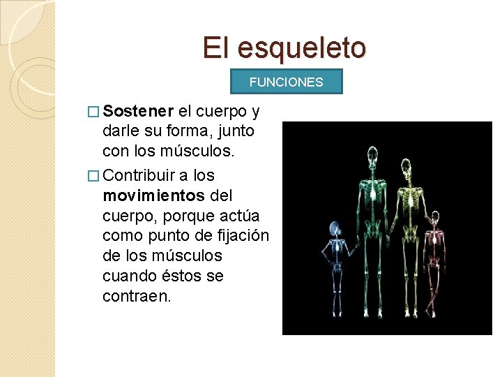 El esqueleto FUNCIONES � Sostener el cuerpo y darle su forma, junto con los