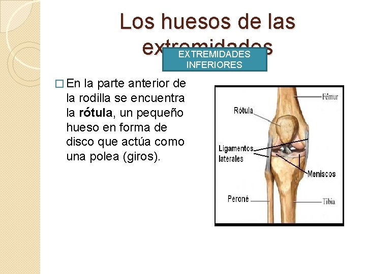 Los huesos de las extremidades EXTREMIDADES INFERIORES � En la parte anterior de la