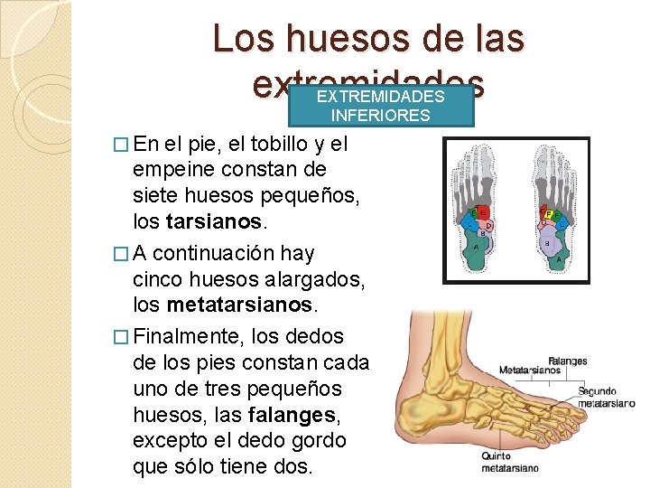 Los huesos de las extremidades EXTREMIDADES INFERIORES � En el pie, el tobillo y