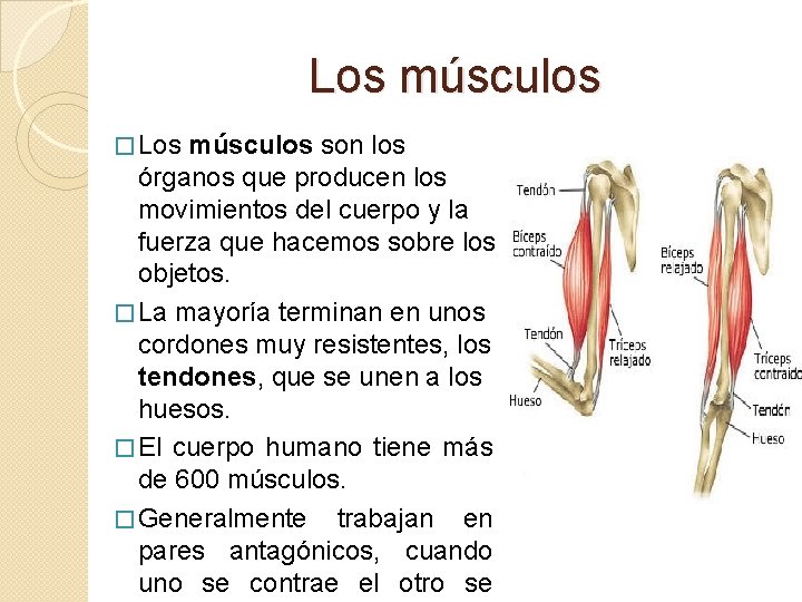 Los músculos � Los músculos son los órganos que producen los movimientos del cuerpo
