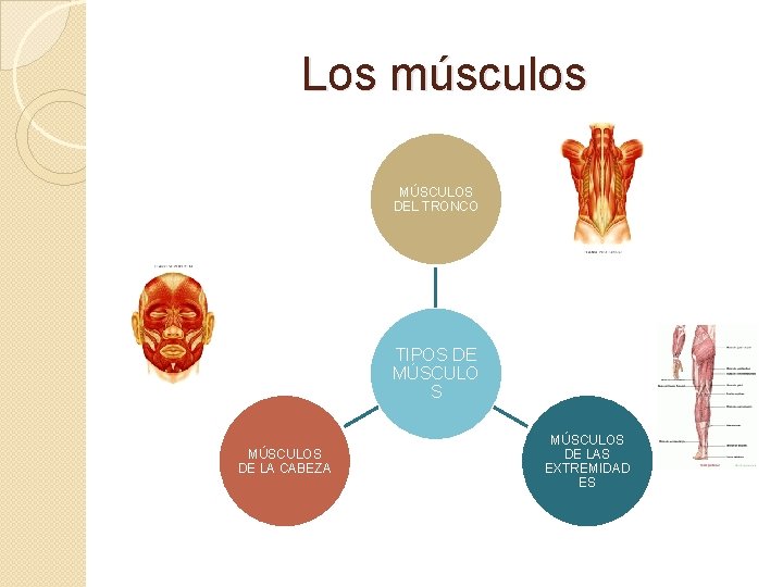 Los músculos MÚSCULOS DEL TRONCO TIPOS DE MÚSCULO S MÚSCULOS DE LA CABEZA MÚSCULOS