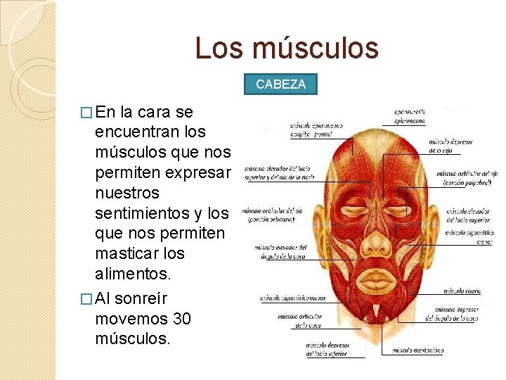 Los músculos CABEZA � En la cara se encuentran los músculos que nos permiten
