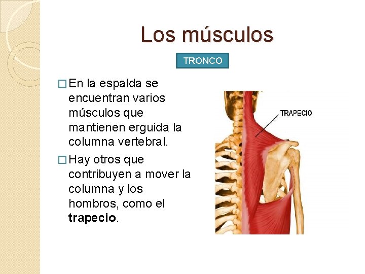 Los músculos TRONCO � En la espalda se encuentran varios músculos que mantienen erguida