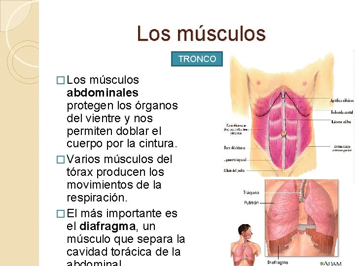 Los músculos TRONCO � Los músculos abdominales protegen los órganos del vientre y nos