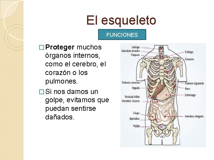 El esqueleto FUNCIONES � Proteger muchos órganos internos, como el cerebro, el corazón o