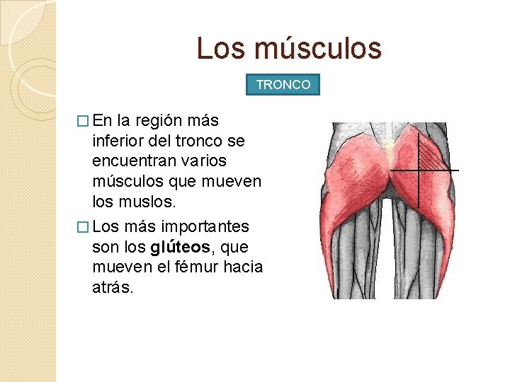 Los músculos TRONCO � En la región más inferior del tronco se encuentran varios