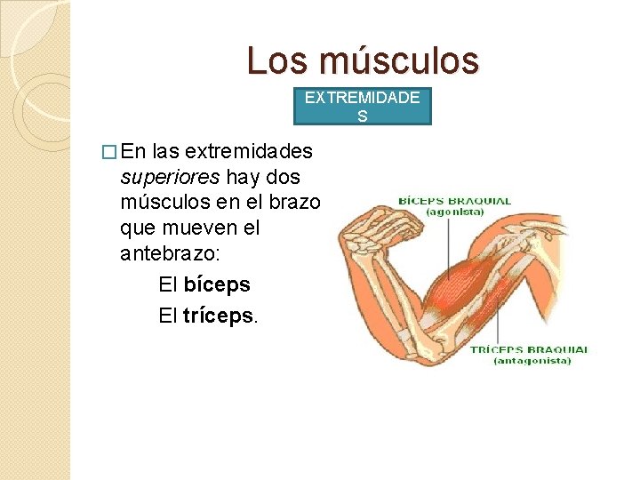 Los músculos EXTREMIDADE S � En las extremidades superiores hay dos músculos en el