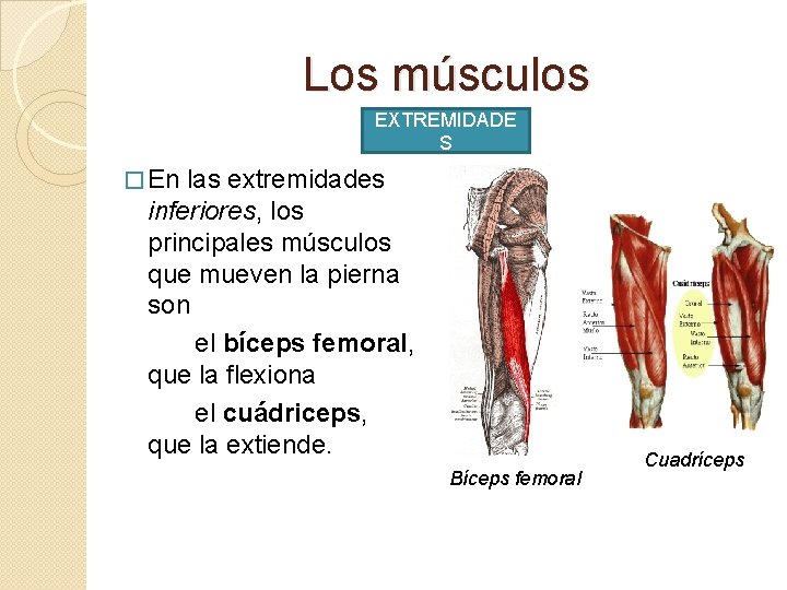 Los músculos EXTREMIDADE S � En las extremidades inferiores, los principales músculos que mueven