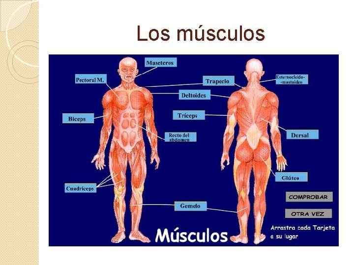Los músculos 