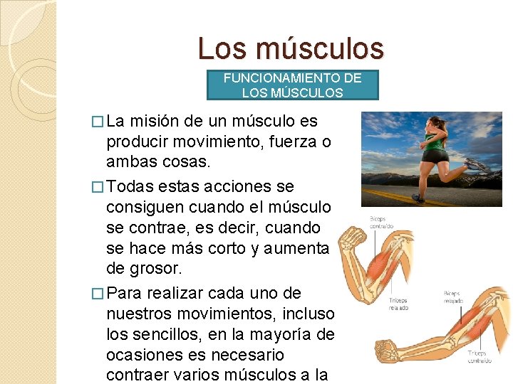 Los músculos FUNCIONAMIENTO DE LOS MÚSCULOS � La misión de un músculo es producir