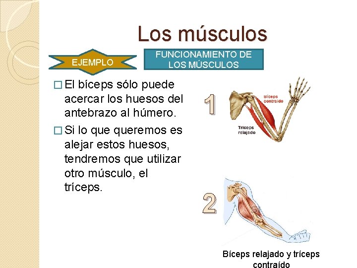 Los músculos EJEMPLO � El FUNCIONAMIENTO DE LOS MÚSCULOS bíceps sólo puede acercar los