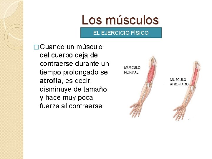 Los músculos EL EJERCICIO FÍSICO � Cuando un músculo del cuerpo deja de contraerse