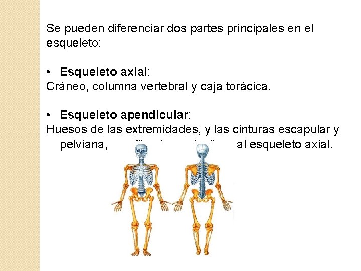 Se pueden diferenciar dos partes principales en el esqueleto: • Esqueleto axial: Cráneo, columna