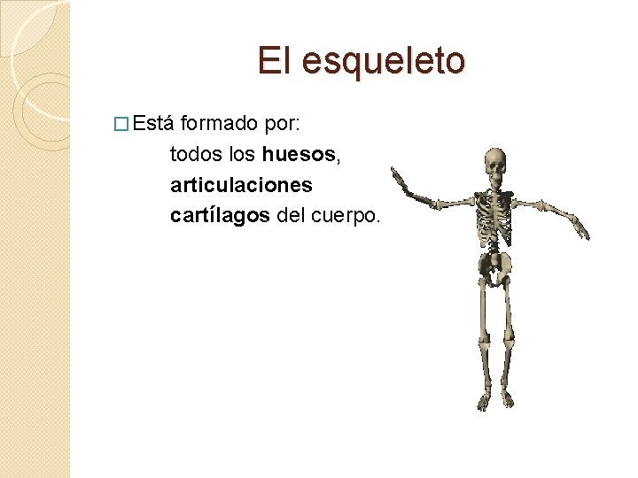 El esqueleto � Está formado por: todos los huesos, articulaciones cartílagos del cuerpo. 