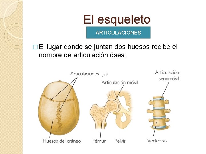 El esqueleto ARTICULACIONES � El lugar donde se juntan dos huesos recibe el nombre