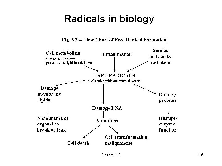 Radicals in biology Chapter 10 16 