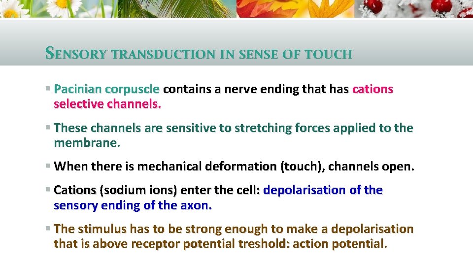 SENSORY SYSTEMS Domina Petric MD NEURONAL PATHWAYS I