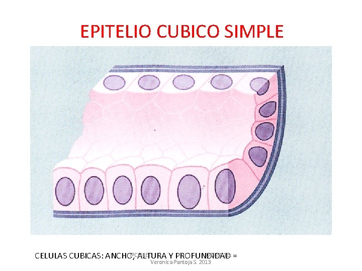 EPITELIO CUBICO SIMPLE IPCHILE DOCENTE: = CELULAS CUBICAS: ANCHO, ALTURA Y PROFUNDIDAD Veronica Pantoja