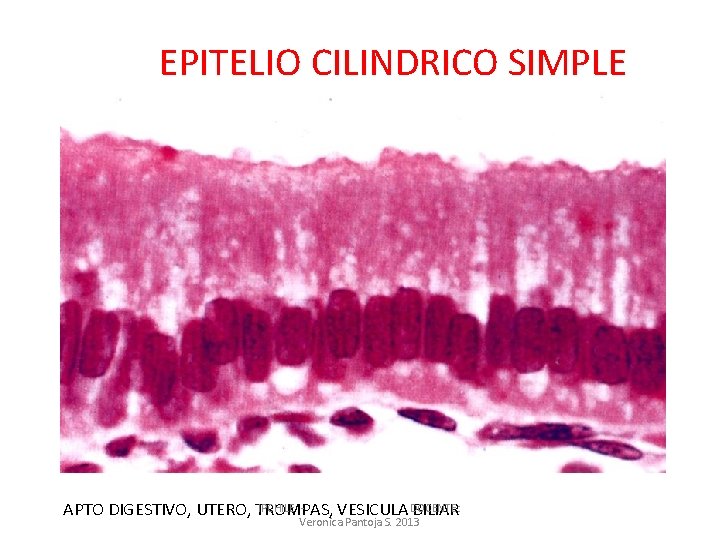 EPITELIO CILINDRICO SIMPLE IPCHILE APTO DIGESTIVO, UTERO, TROMPAS, VESICULA DOCENTE: BILIAR Veronica Pantoja S.