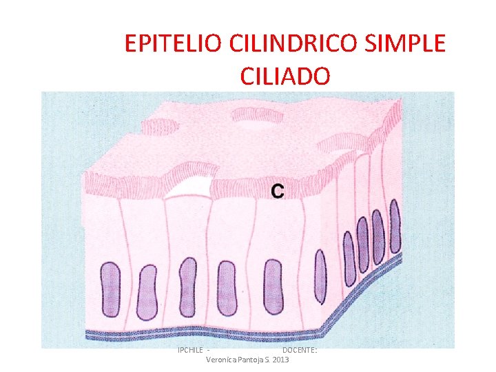 EPITELIO CILINDRICO SIMPLE CILIADO IPCHILE DOCENTE: Veronica Pantoja S. 2013 