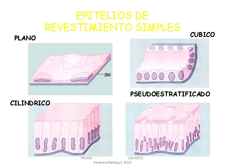 PLANO EPITELIOS DE REVESTIMIENTO SIMPLES CILINDRICO CUBICO PSEUDOESTRATIFICADO IPCHILE DOCENTE: Veronica Pantoja S. 2013