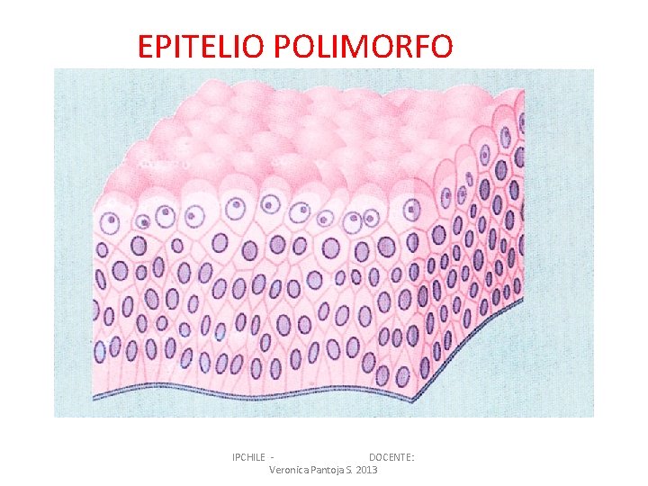 EPITELIO POLIMORFO IPCHILE DOCENTE: Veronica Pantoja S. 2013 