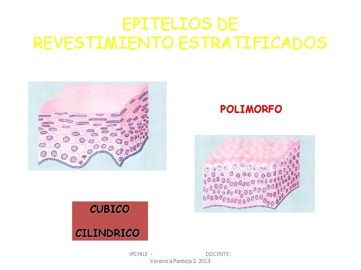 EPITELIOS DE REVESTIMIENTO ESTRATIFICADOS PLANO POLIMORFO CUBICO CILINDRICO IPCHILE DOCENTE: Veronica Pantoja S. 2013
