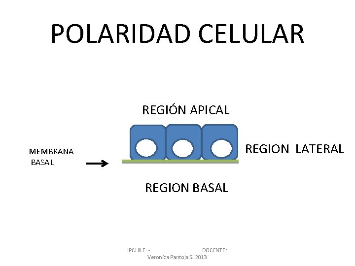 POLARIDAD CELULAR REGIÓN APICAL MEMBRANA BASAL v REGION BASAL IPCHILE DOCENTE: Veronica Pantoja S.