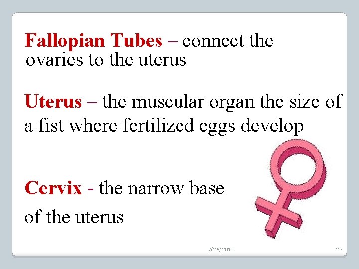 Fallopian Tubes – connect the ovaries to the uterus Uterus – the muscular organ