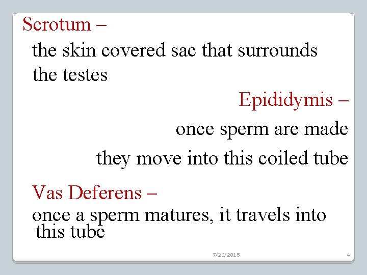Scrotum – the skin covered sac that surrounds the testes Epididymis – once sperm