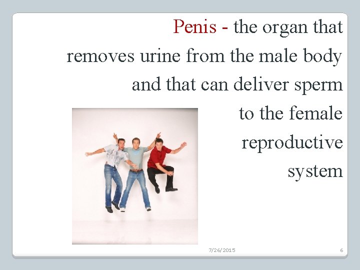 Penis - the organ that removes urine from the male body and that can