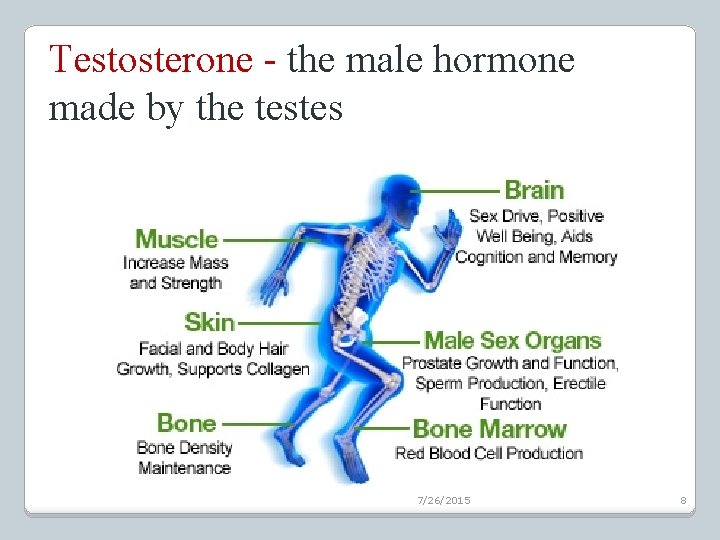 Testosterone - the male hormone made by the testes 7/26/2015 8 