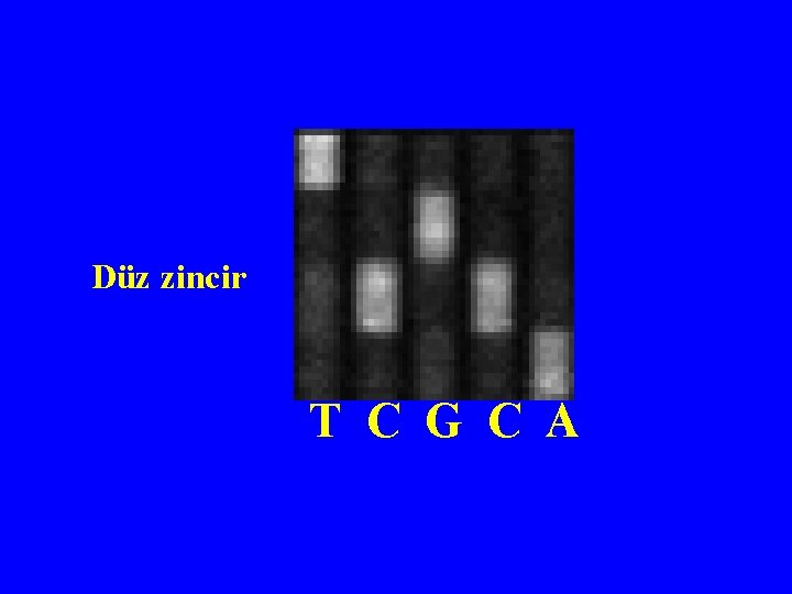 A C Düz zincir G T T C G C A 