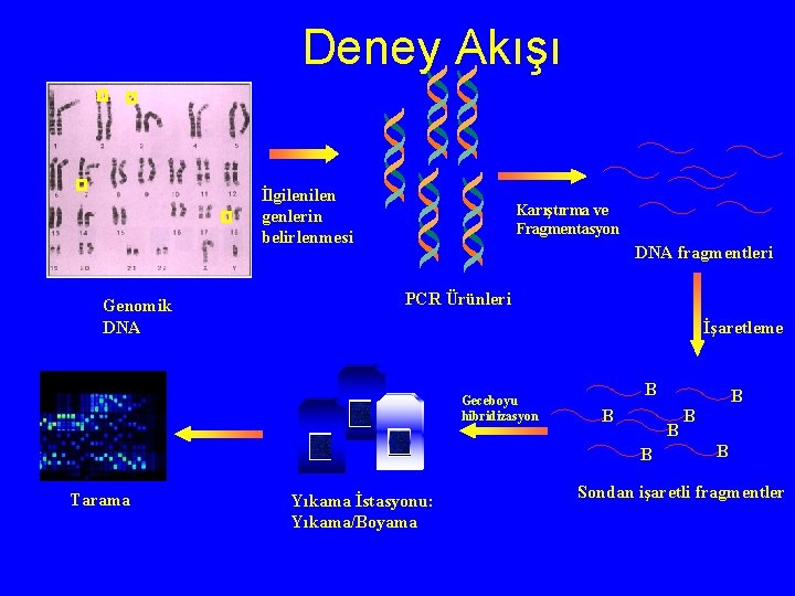 Deney Akışı İlgilen genlerin belirlenmesi Genomik DNA Karıştırma ve Fragmentasyon DNA fragmentleri PCR Ürünleri