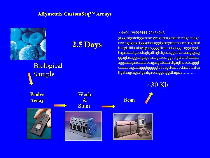 Affymetrix Custom. Seq™ Arrays 2. 5 Days Biological Sample >chr 21: 29595444 -29636248 gtggcatgatcttggctcactgcagttcaagcaattctcctgccttagc