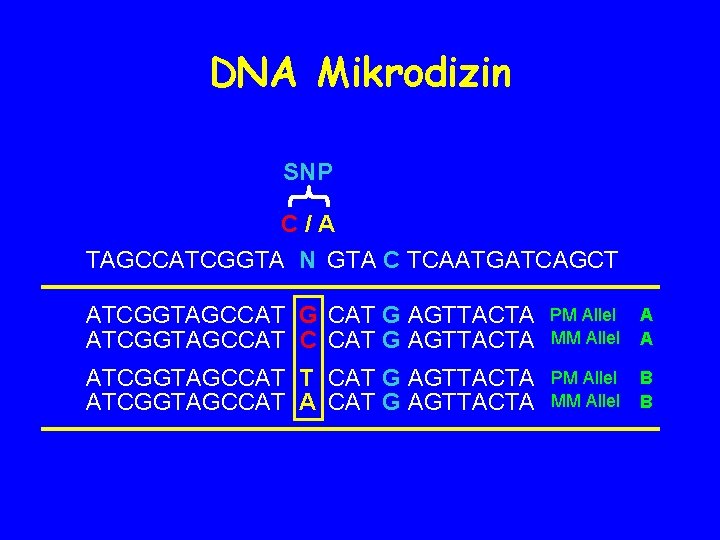 DNA Mikrodizin SNP C/A TAGCCATCGGTA N GTA C TCAATGATCAGCT ATCGGTAGCCAT G AGTTACTA ATCGGTAGCCAT C