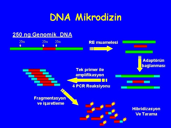 DNA Mikrodizin 250 ng Genomik DNA Xba Xba RE muamelesi Tek primer ile amplifikasyon
