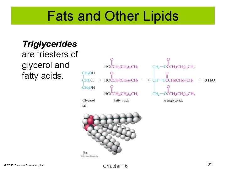 Fats and Other Lipids Triglycerides are triesters of glycerol and fatty acids. © 2013