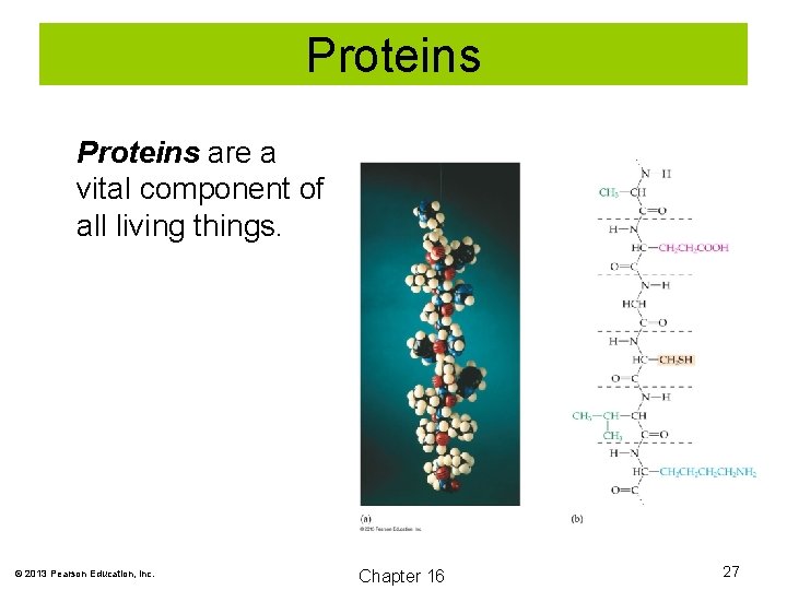 Proteins are a vital component of all living things. © 2013 Pearson Education, Inc.