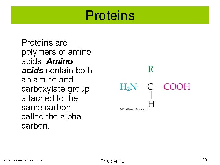 Proteins are polymers of amino acids. Amino acids contain both an amine and carboxylate