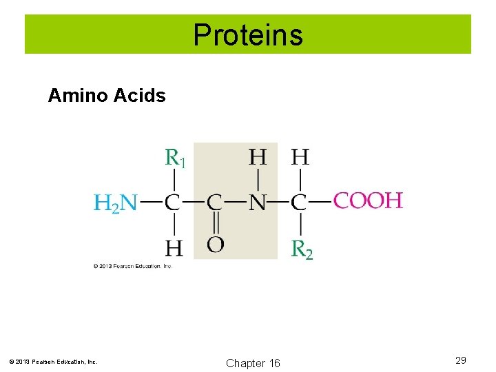 Proteins Amino Acids © 2013 Pearson Education, Inc. Chapter 16 29 