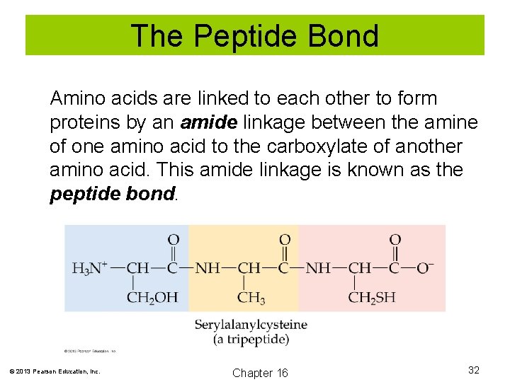 The Peptide Bond Amino acids are linked to each other to form proteins by