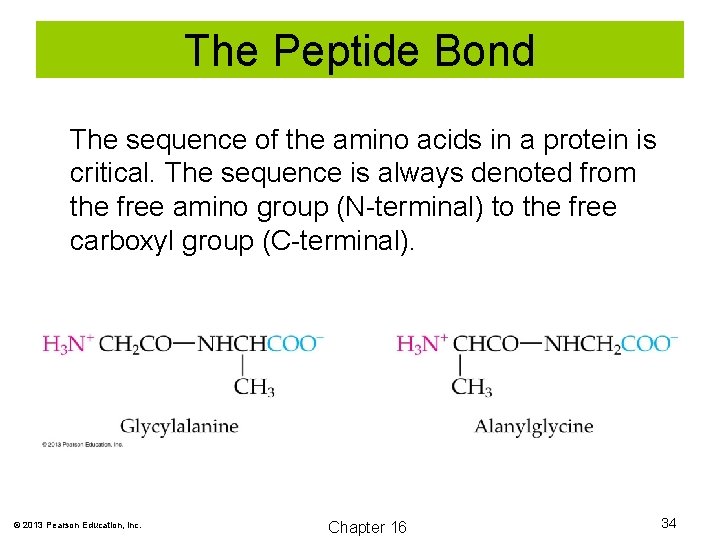 The Peptide Bond The sequence of the amino acids in a protein is critical.
