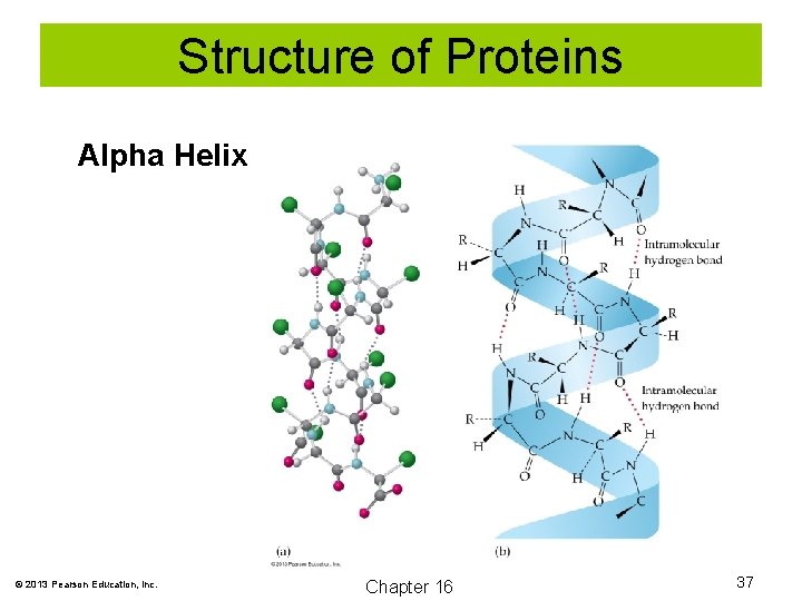Structure of Proteins Alpha Helix © 2013 Pearson Education, Inc. Chapter 16 37 