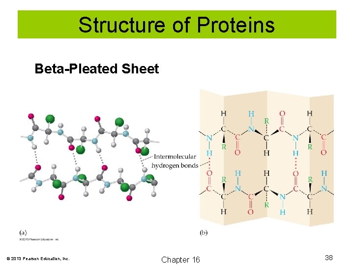Structure of Proteins Beta-Pleated Sheet © 2013 Pearson Education, Inc. Chapter 16 38 